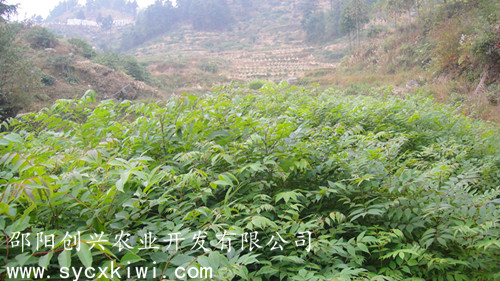 黄柏苗批发 湖南黄柏苗批发