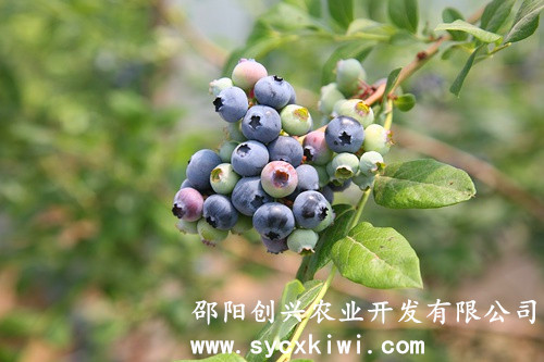 蓝莓苗 蓝莓苗价格
