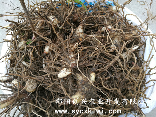 白芨苗 紫花白芨