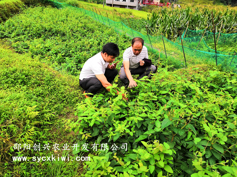 金银花苗 湘蕾金银花苗 批发 种植